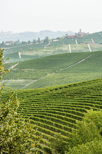 Scenic view of vineyard against sky
