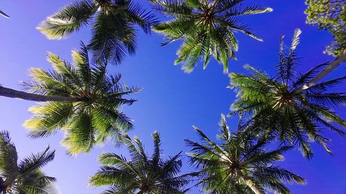 Low angle view of palm trees against clear blue sky