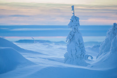 Winter landscape from rodnei mountain. a cold foggy morning with heavy snow.