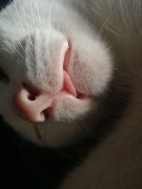 Close-up of cat sleeping