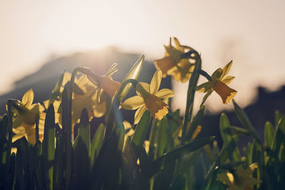 Close-up of flowering plant on field against sky