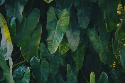 Full frame shot of fresh green leaves