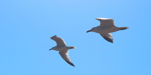 Low angle view of seagull flying against clear blue sky