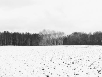 Bare trees on landscape