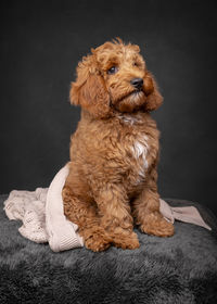Close-up of dog on bed