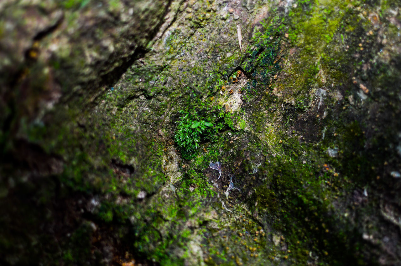 CLOSE-UP OF MUSHROOM IN FOREST