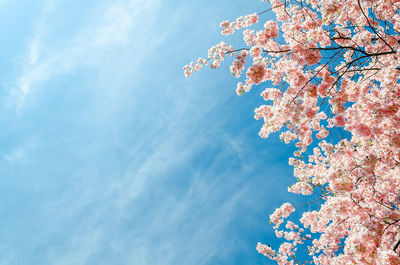 Cherry blossom tree in springtime with blue sky, copy space