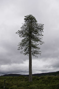 Tree on field against sky