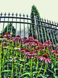 Plants growing on fence