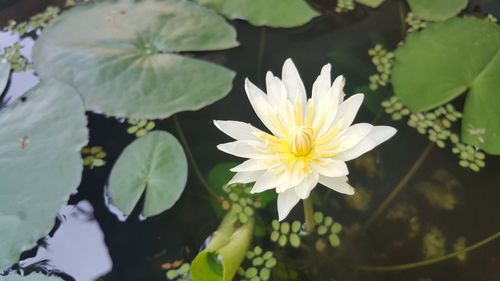 Close-up of lotus water lily in lake