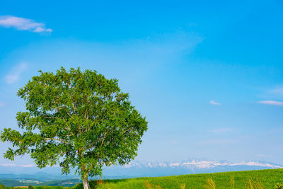 Tree on field against blue sky