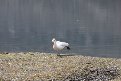 Seagull on a lake