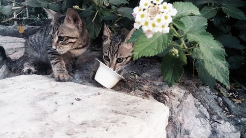 High angle view of tabby feeding on food