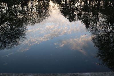 Reflection of trees in water