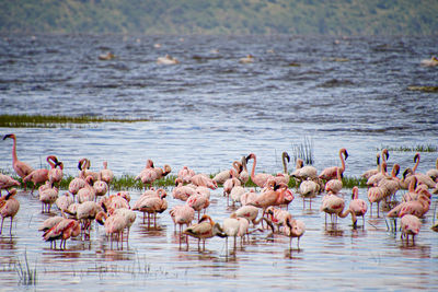 Flock of birds in the lake