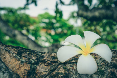 Close-up of frangipani on tree