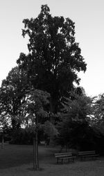 Trees against sky