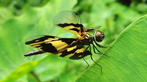 Close-up of dragonfly on leaf