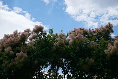 Low angle view of trees against sky