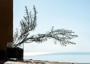 Tree by sea against clear sky