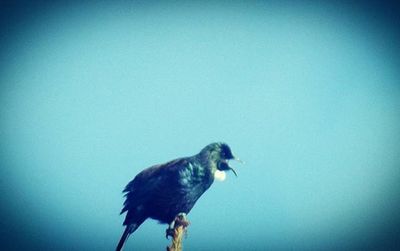 Low angle view of bird perched on blue wall