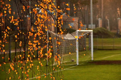 View of flowering plants on field during autumn