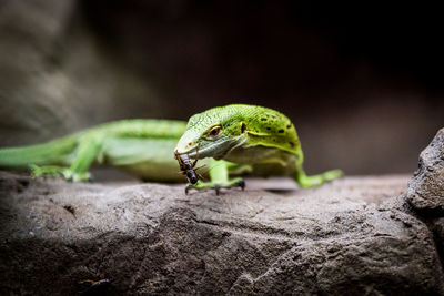 Close-up of emerald tree monitor holding insect in mouth on rock