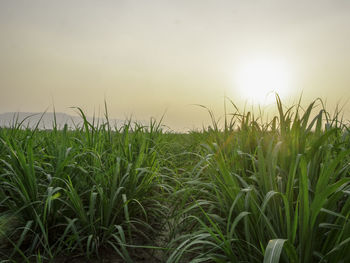 Crops growing on field against sky