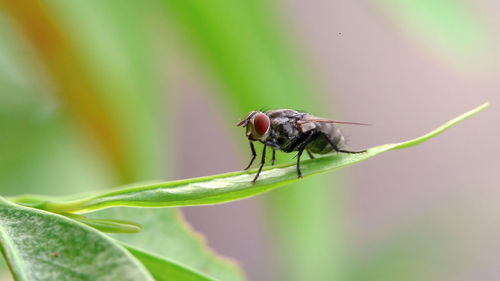 Close-up of fly on leaf