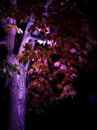 Close-up of coral in aquarium