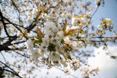 Low angle view of cherry blossoms