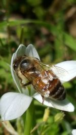 Close-up of insect on flower