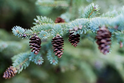 Close-up of pine cones on plant