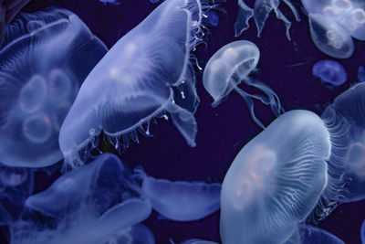 Close-up of jellyfish swimming in sea