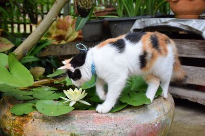 Close-up of a cat