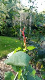 Close-up of insect on plant