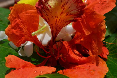 Close-up of orange hibiscus blooming outdoors