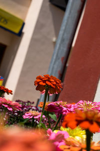 Close-up of flowers