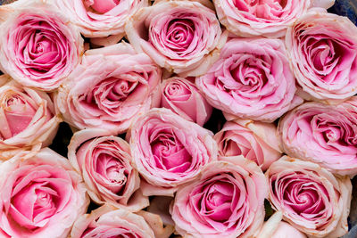 Full frame shot of pink roses