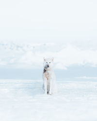 Dog standing in snow