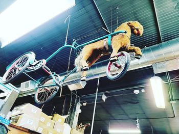 Low angle view of dog hanging on cable