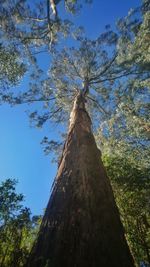Low angle view of trees against sky