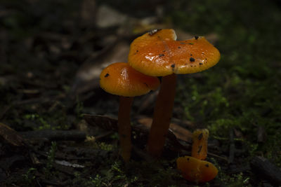 Close-up of mushroom growing on field