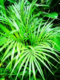 Full frame shot of plants