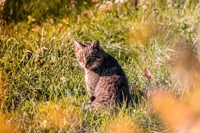 Cat sitting on grass