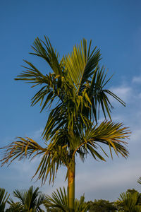 Low angle view of palm tree against clear blue sky