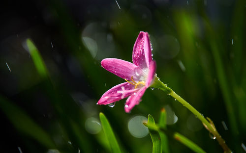 Close-up of water drops on pink flower