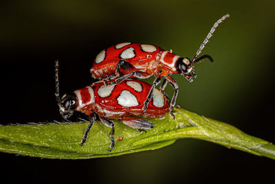 Close-up of insect on leaf