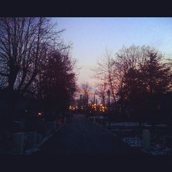 Road along bare trees at night