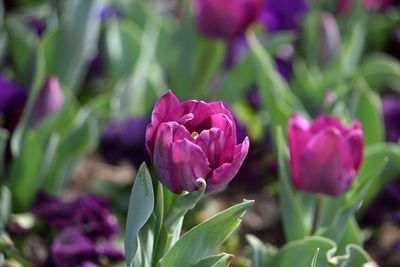 Close-up of pink tulip purple flower